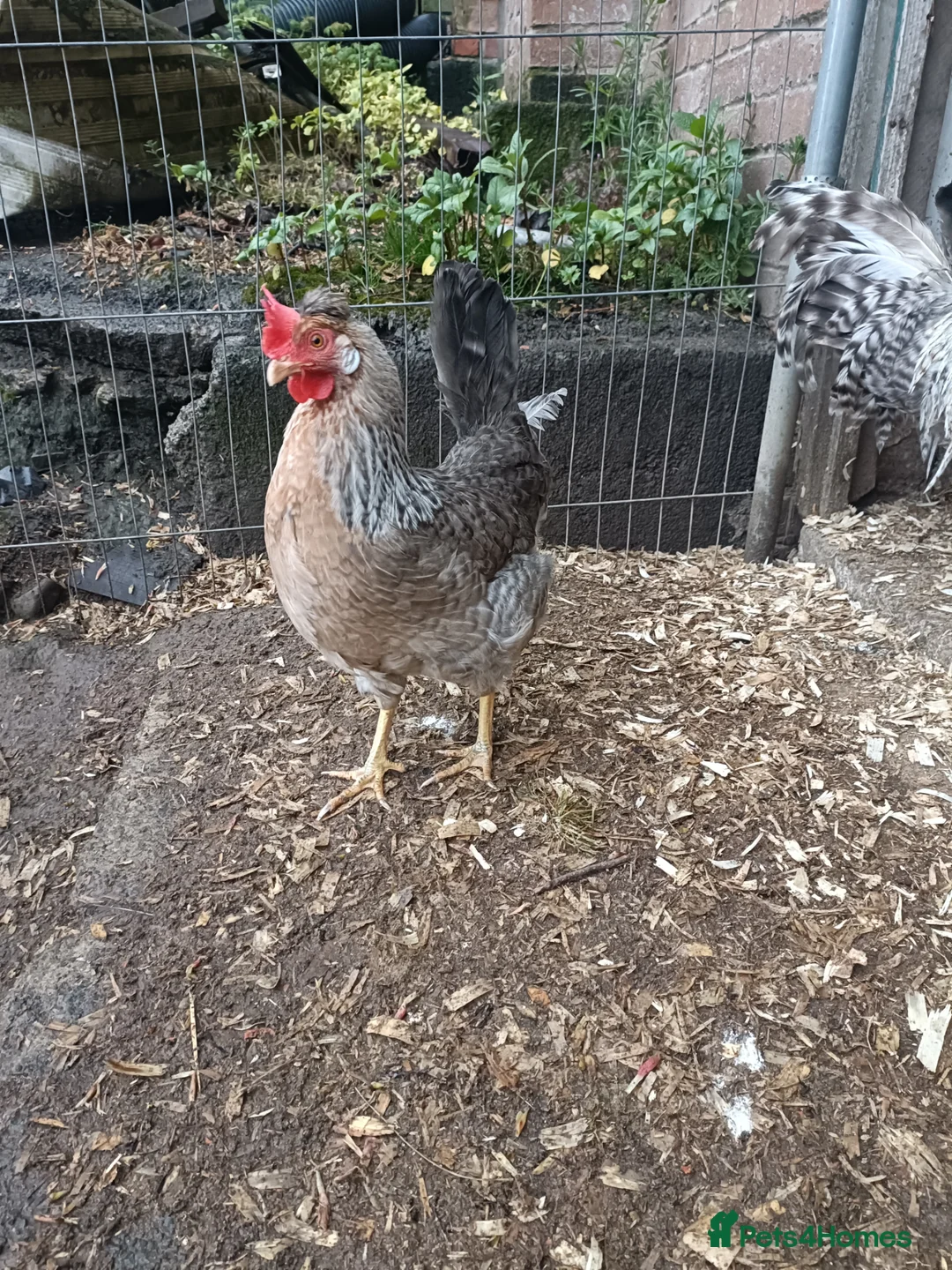 Chickens poultry for sale: Cream Legbar /Blue Splash Orpington Hatching Eggs  - Advert 2