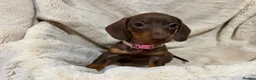 Dachshund dogs for sale: 5 beautiful bouncy Dachshund puppy’s for sale in Pontefract - Advert 5