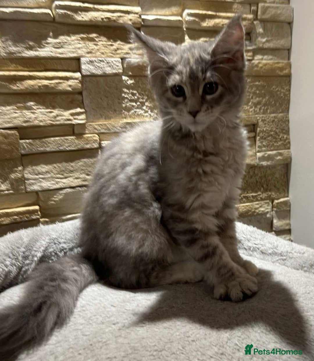 Maine Coon cats for sale: Pure blood Maine coon kittens  - Image 6