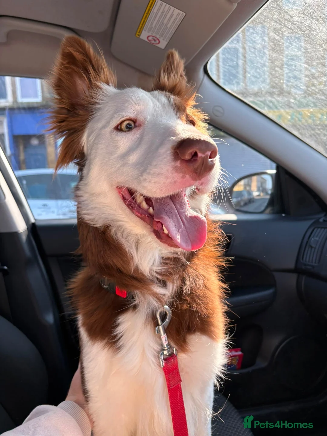 Border Collie dogs for sale: Maggie in Morecambe - Advert 6