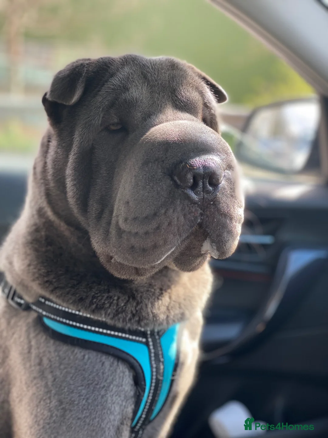 Shar Pei dogs for sale: Boy Shar Pei - Advert 2