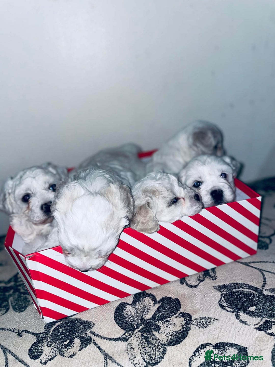 Bichon Frise dogs for sale: Adorable Bichon Puppies Looking! 🐾 - Advert 6