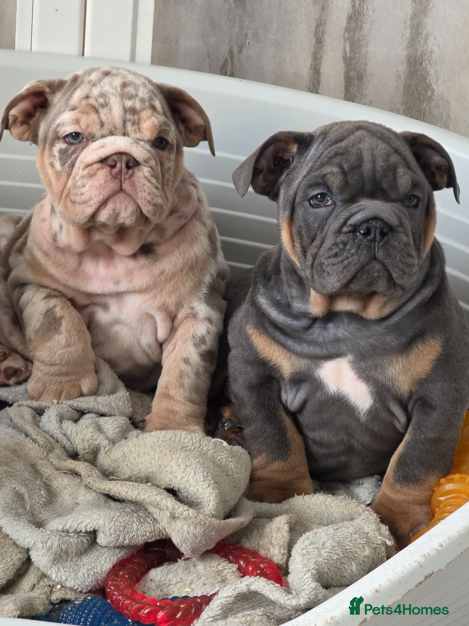 English Bulldog dogs british bulldog pups ready now  - Advert 1