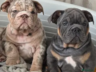 English Bulldog dogs british bulldog pups ready now - Advert 1