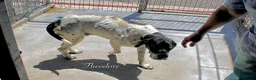 Mixed Breed dogs for adoption: Theodore, 8-10 yrs old. Available for adoption. in Brixham - Advert 7