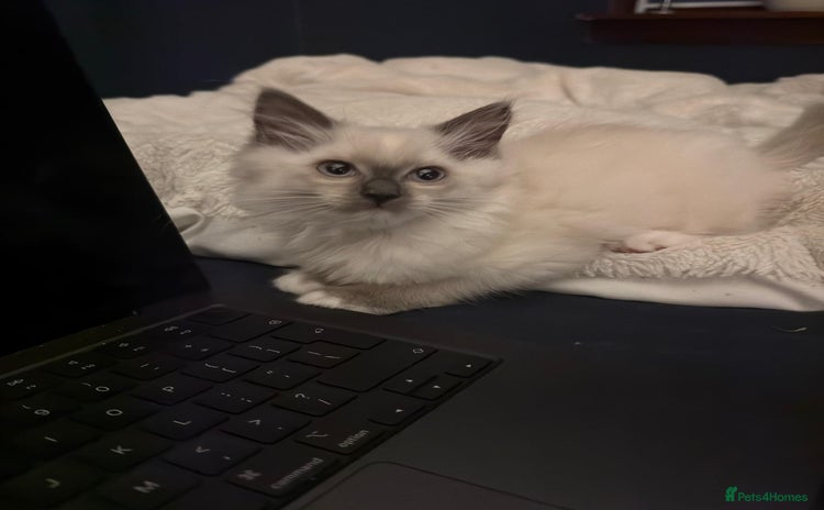 Ragdoll cats - Advert 1