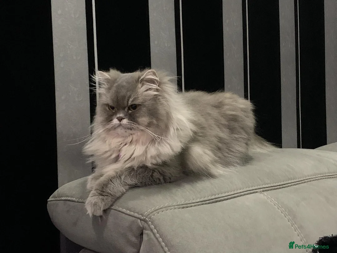 Persian cats for sale: Beautiful Grey Persian cat (Skye) in Preston - Advert 1