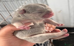 French Bulldog dogs for sale: 🐶🥰FRENCHIE PUPS FOR SALE😍🐶 - Image 1