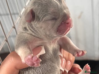 French Bulldog dogs - Advert 33