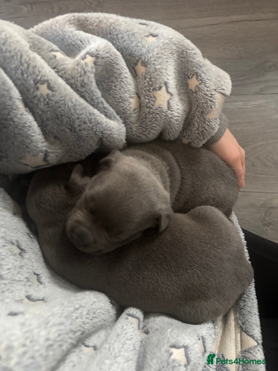 Staffordshire Bull Terrier dogs for sale: ✨ Blue Staffy Pups – Happy, Healthy & Loving!  - Image 25
