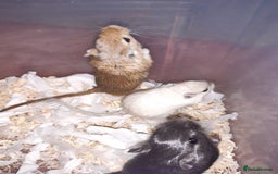 Gerbil rodents for sale: Super friendly gerbils from hobby breeder  - Image 37