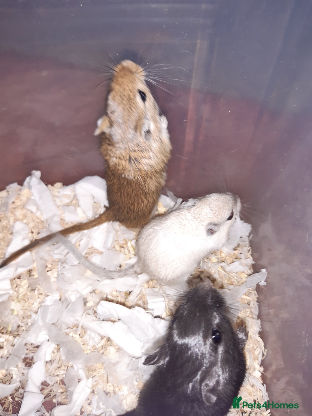 Gerbil rodents for sale: Super friendly gerbils from hobby breeder  - Image 37