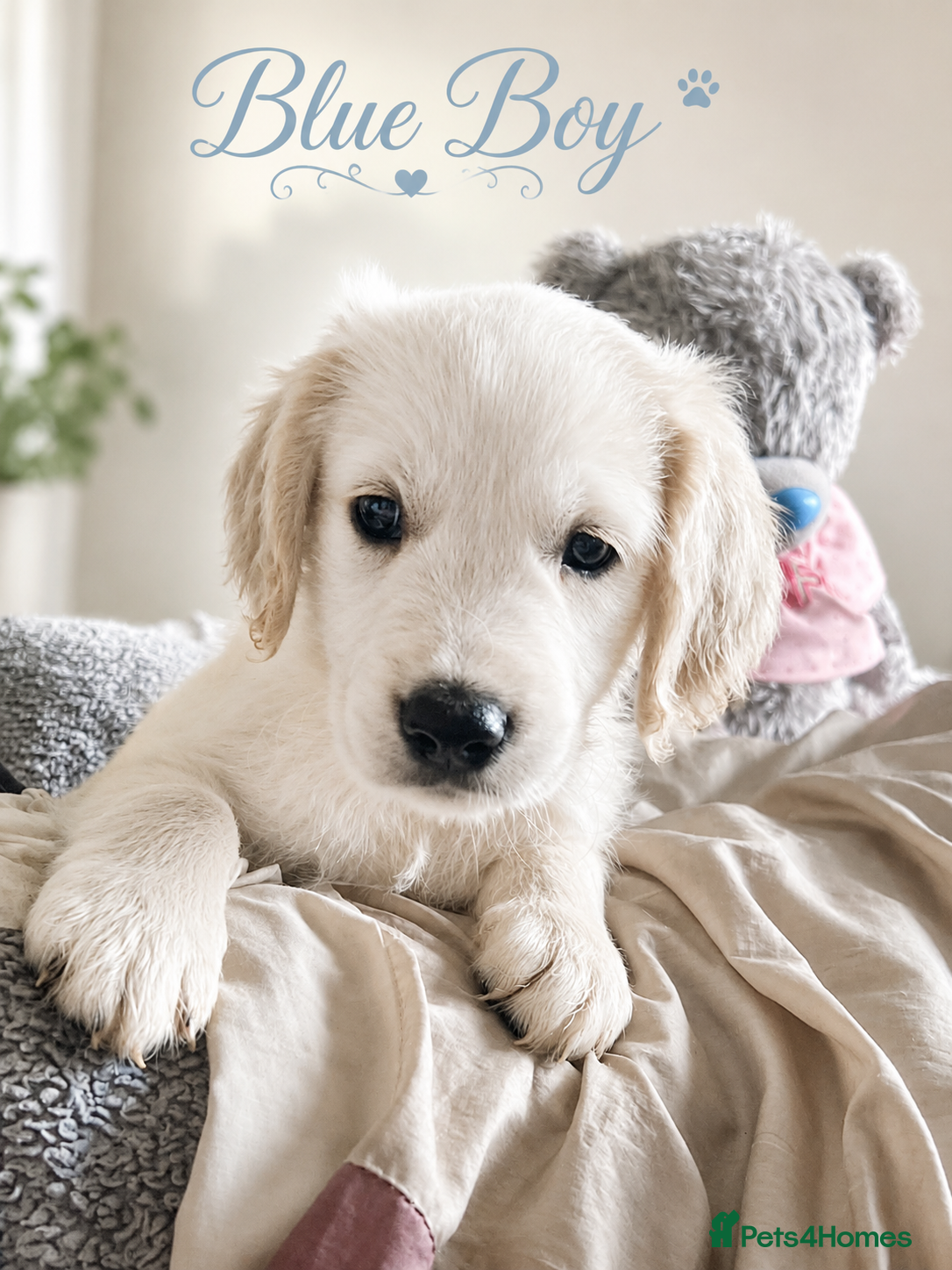 Golden Retriever dogs for sale: Beautiful Home Raised Golden Retriever Puppies - Advert 1