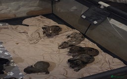 Mixed Breed dogs for sale: Puppies - Image 6