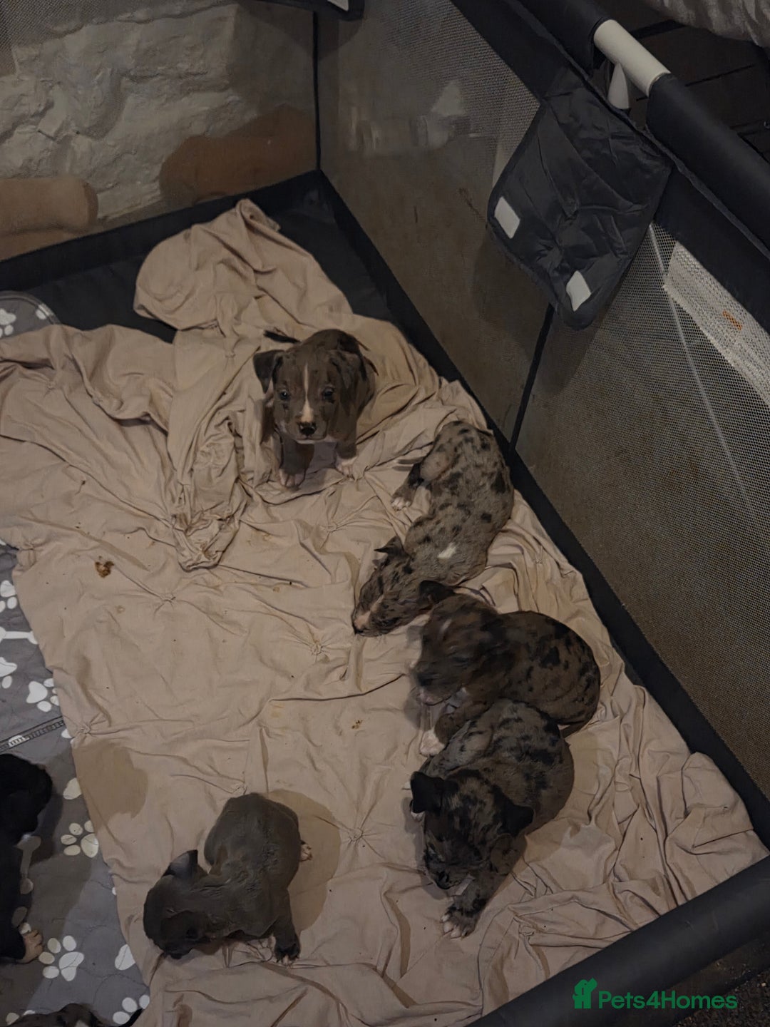 Mixed Breed dogs for sale: Puppies - Image 6