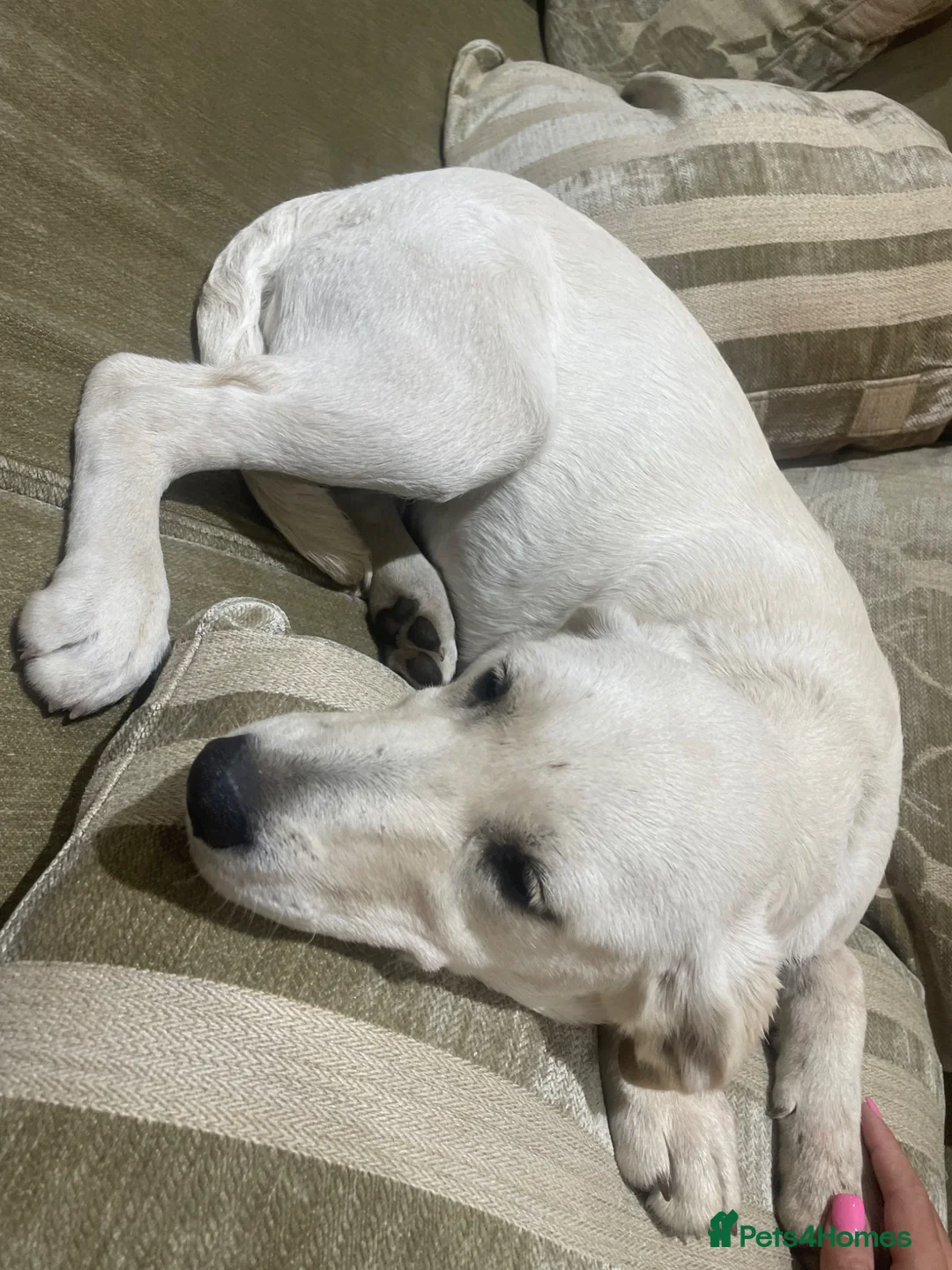 Labrador Retriever dogs for sale: Our beautiful girl Sandy in Swadlincote - Advert 5
