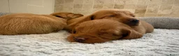 Labradoodle dogs for sale: F1B Quality Health Tested Fox Red Labradoodle  - Advert 6