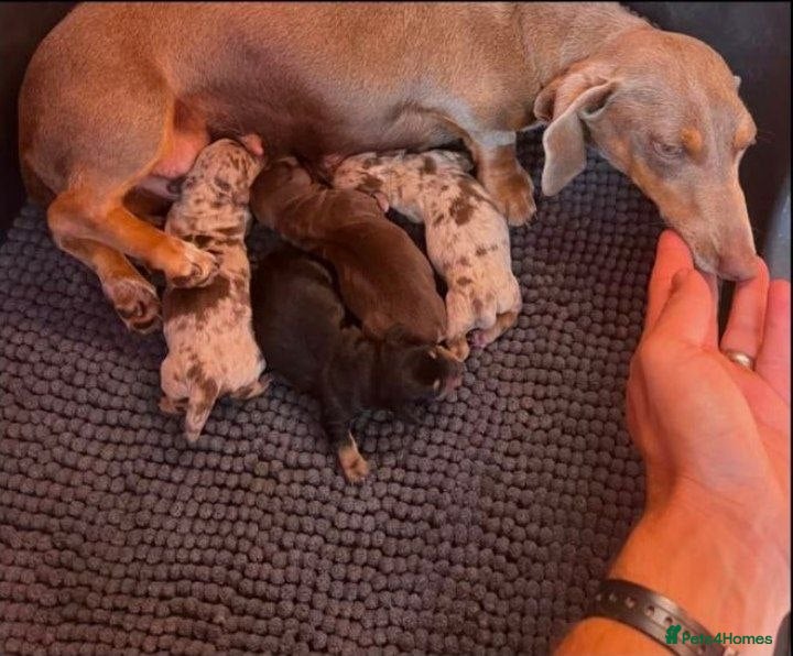 Miniature Dachshund dogs MINIATURE DACHSHUND PUPPIES - Advert 2