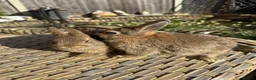 Netherland Dwarf rabbits for sale: 2 Pretty Netherlands dwarf sisters. - Advert 4