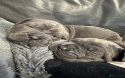 Neapolitan Mastiff dogs for sale:  Neapolitan mastiff puppies Newcastle  - Image 15