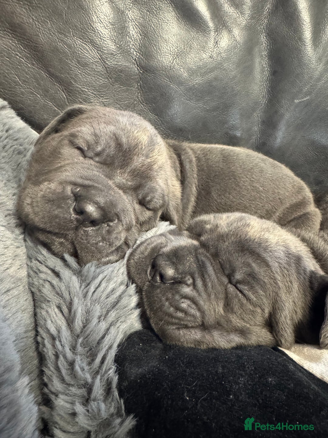 Neapolitan Mastiff dogs for sale:  Neapolitan mastiff puppies Newcastle  - Image 15
