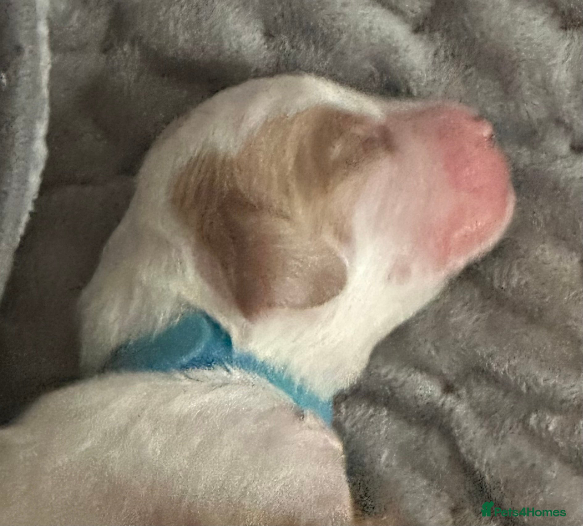 Cavapoochon dogs Beautiful Spring Cavapoochon Cockapoo Puppies  - Advert 2