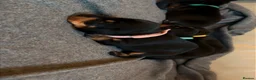 Miniature Dachshund dogs for sale: Miniature short haired Black and Tan puppies  - Advert 12