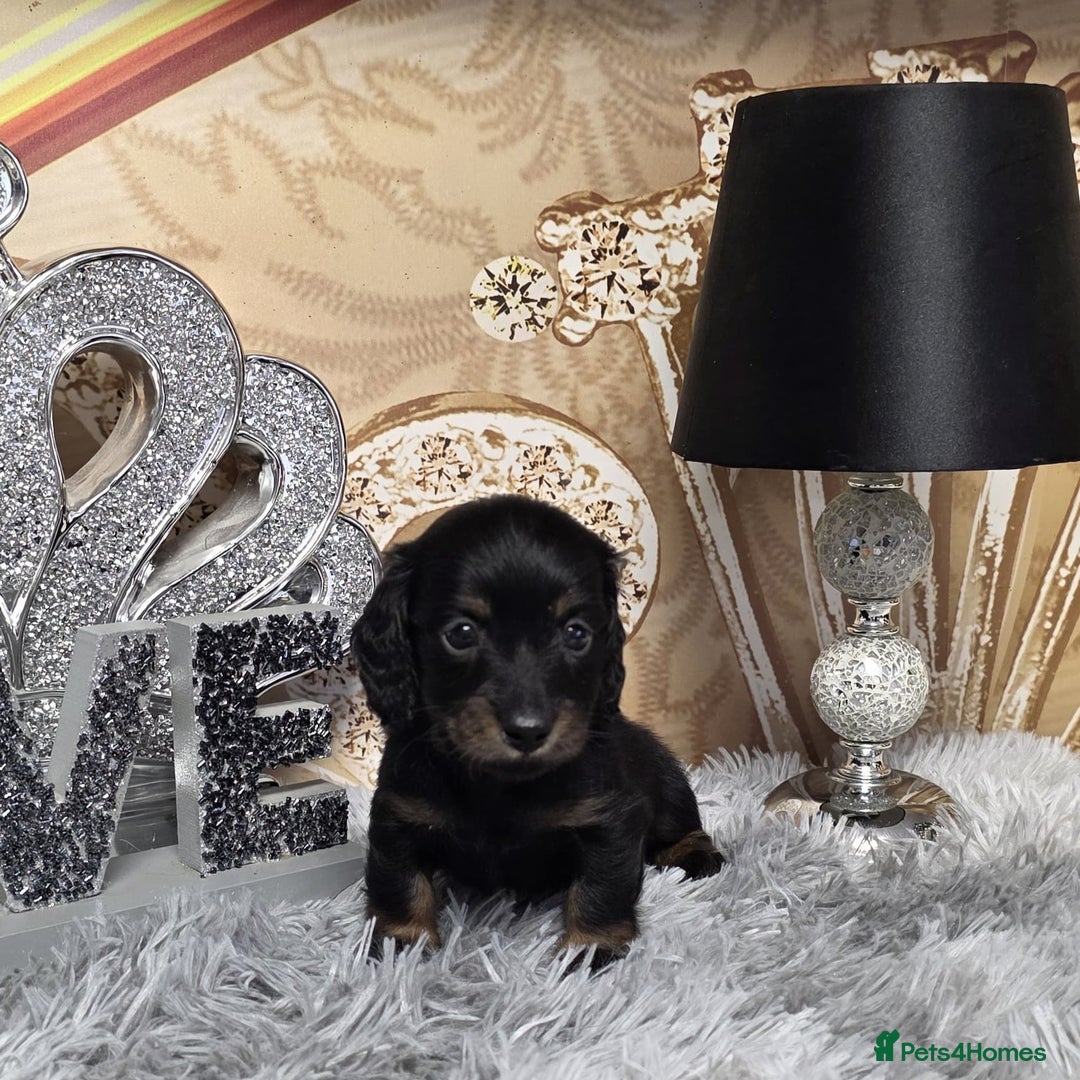 Miniature Dachshund dogs for sale: Adorable KC long coat boys available  - Advert 12