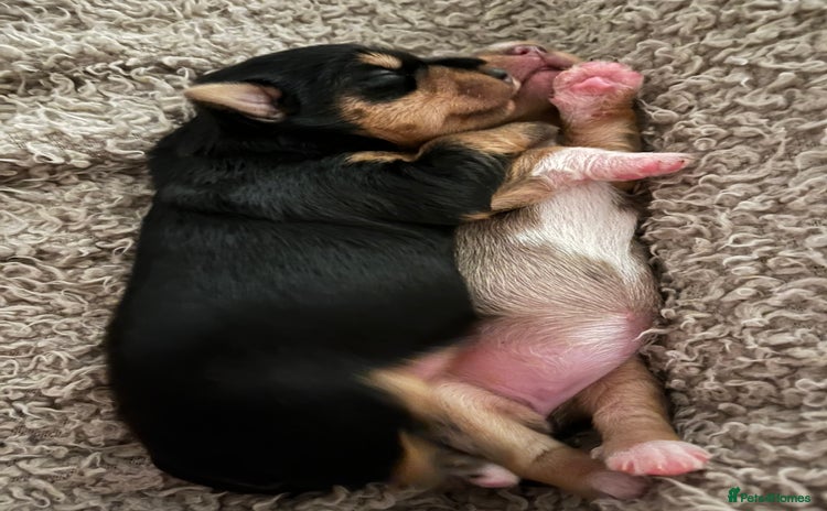 Yorkshire Terrier dogs Stunning family raised puppys - Advert 6