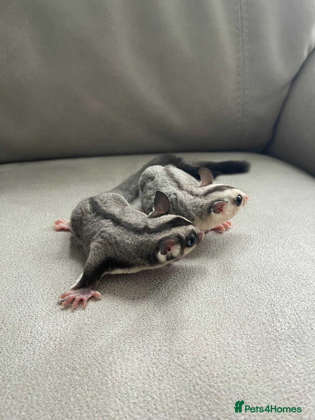 Sugar Glider rodents for sale: Male and Female Sugar Glider Siblings - Image 6