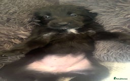 Mixed Breed dogs for sale: German Shepherd x Collie Mix Puppies for sale - Image 8