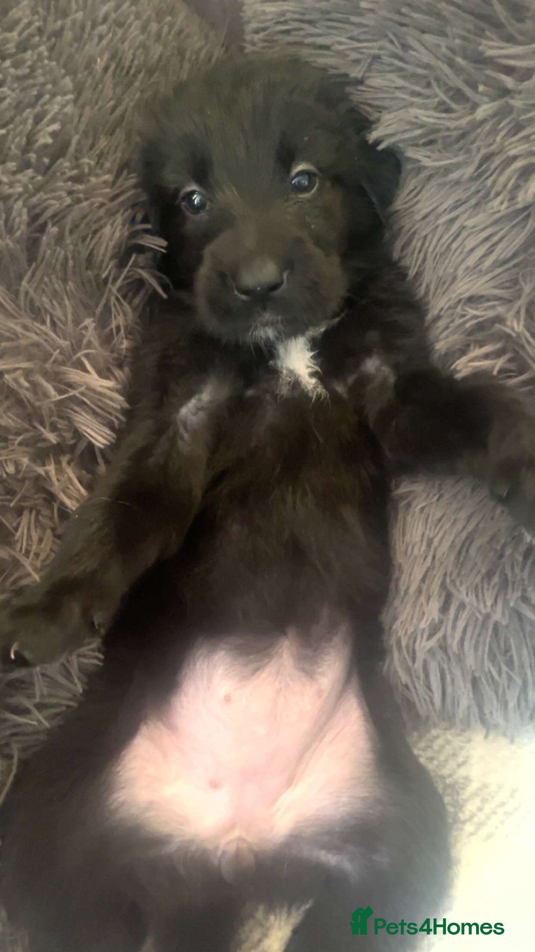 Mixed Breed dogs for sale: German Shepherd x Collie Mix Puppies for sale - Image 8