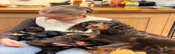 Cocker Spaniel dogs for sale: Working cocker spaniel puppies for sale - Advert 3