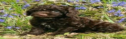 Mixed Breed dogs for sale: ADORABLE F1BB GOLDENDOODLE PUPPIES - Advert 16