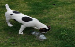 Mixed Breed dogs for sale: Parsons Russell Jack Russell Hybrid Puppy (Cooper) - Image 5