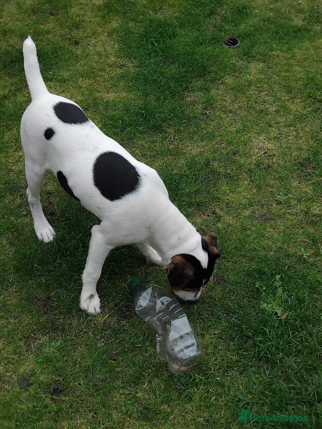 Mixed Breed dogs for sale: Parsons Russell Jack Russell Hybrid Puppy (Cooper) - Image 5
