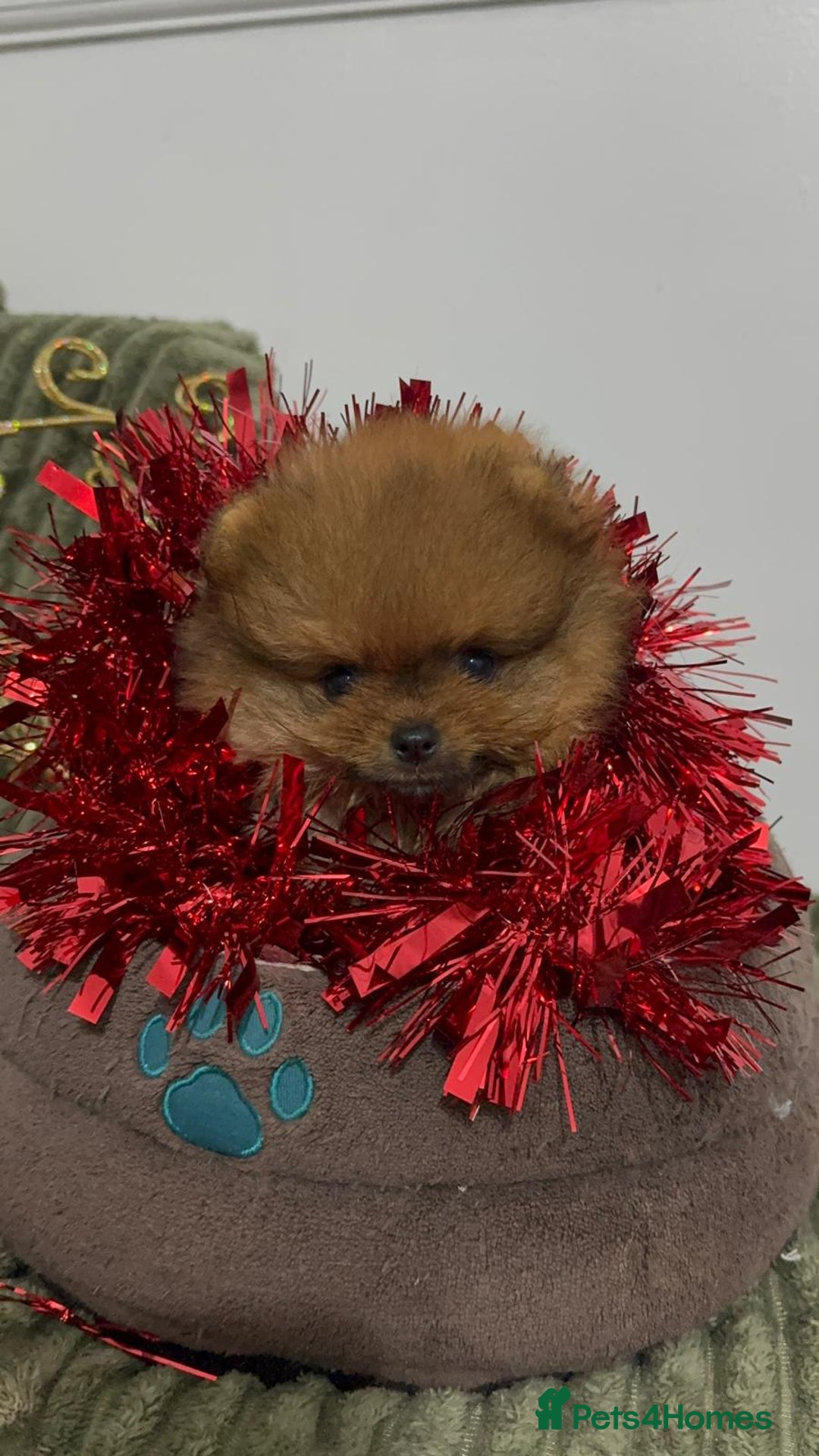 Pomeranian dogs for sale: Luxury puppy for sale - Advert 6