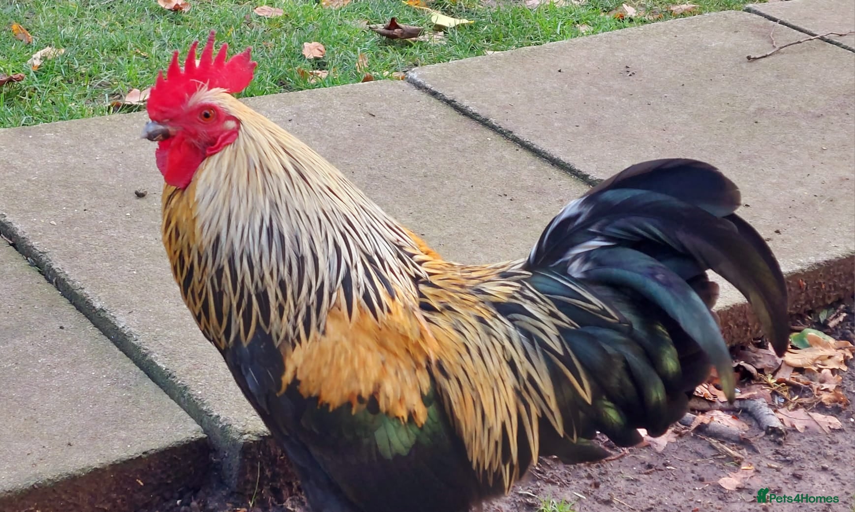 Chickens poultry Bantom Cockril  - Advert 8