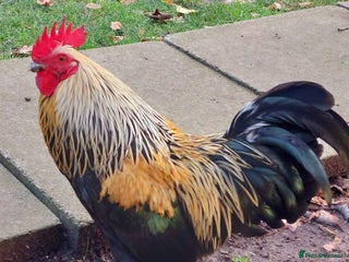 Chickens poultry Bantom Cockril - Advert 2