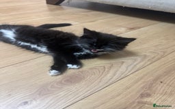 Ragdoll cats for sale: Stunning part ragdoll kittens - Image 14