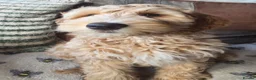 Australian Labradoodle dogs for sale: READY NOW! Therapy Aus x Irish dood multi gen mix  - Advert 8