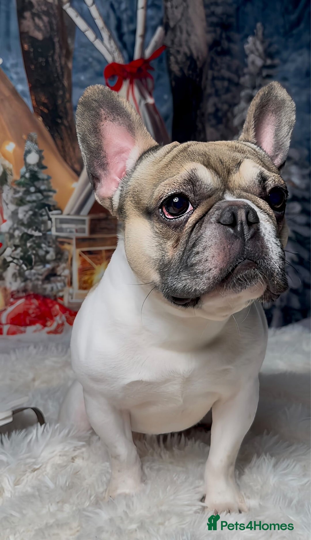 French Bulldog dogs for stud: Hugo available for stud🐾 in Stanley - Advert 3