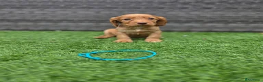 Cocker Spaniel 3