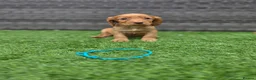 Cocker Spaniel dogs for sale: Working Cocker Spaniel pups in Markfield - Advert 6