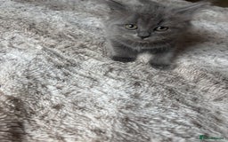 Ragdoll cats for sale: Two Blue Gray Ragdoll & Turkish angora - Image 3