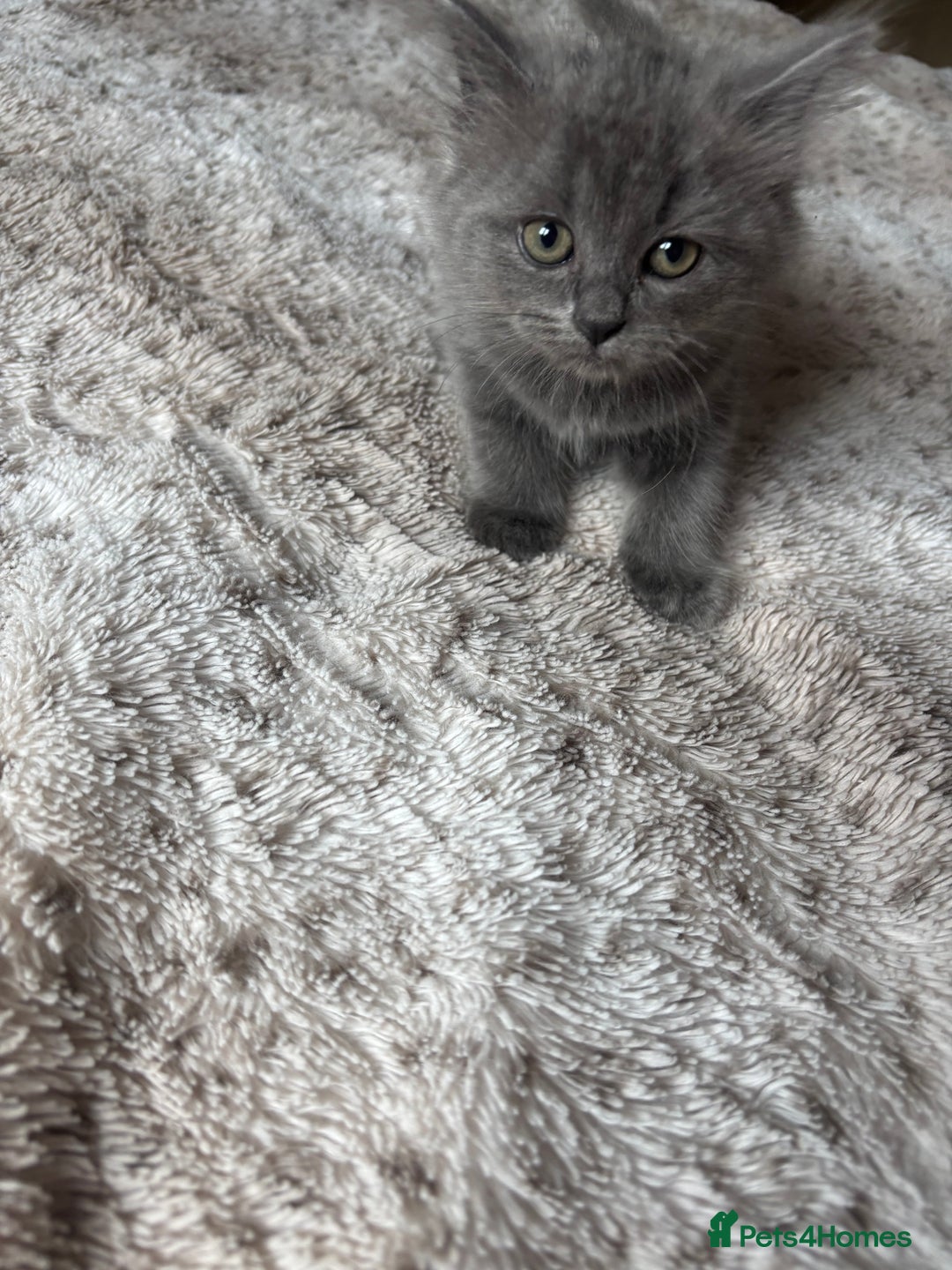 Ragdoll cats for sale: Two Blue Gray Ragdoll & Turkish angora - Image 3