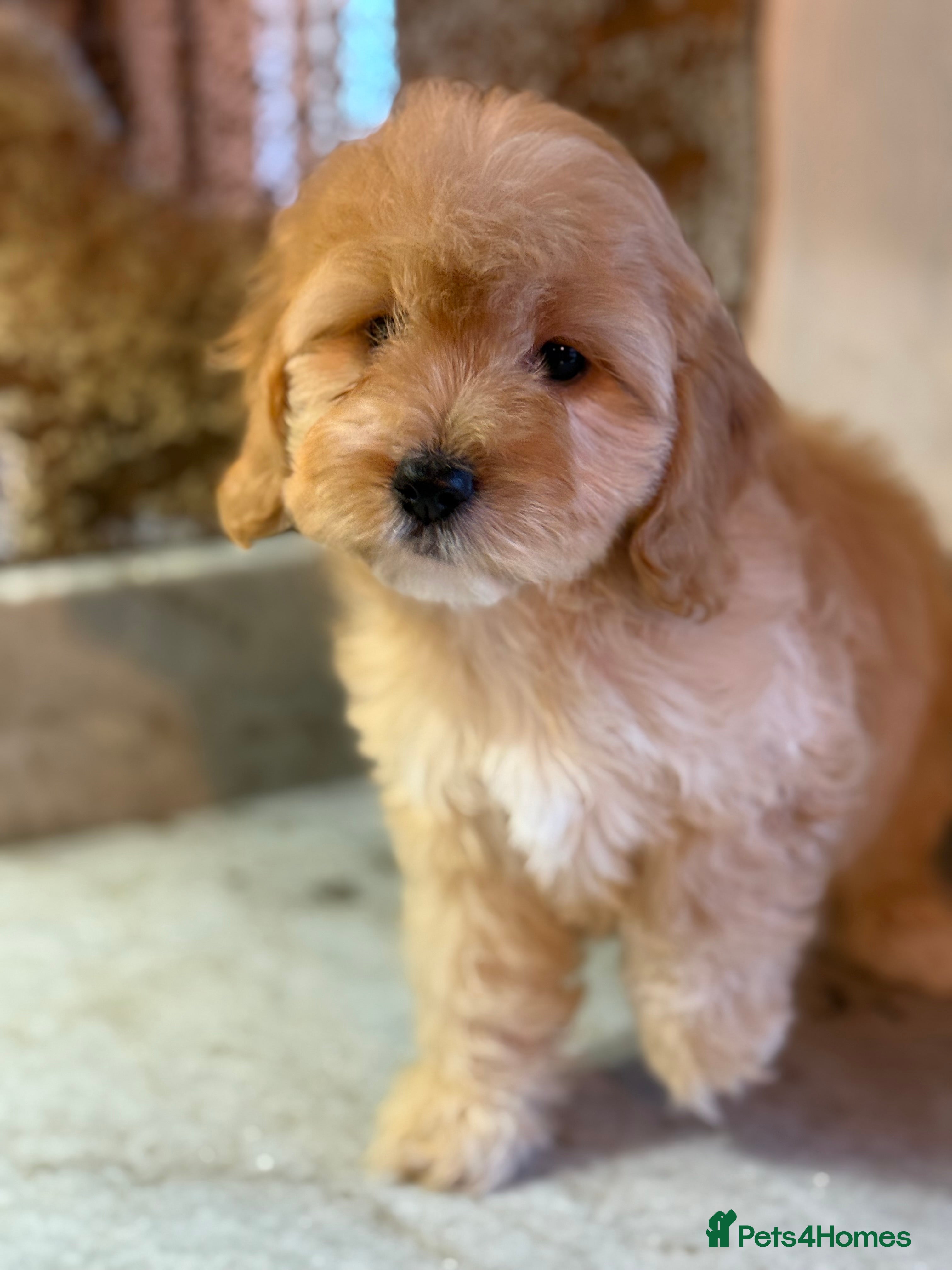 Cavapoo dogs READY NOW 🤍 F1 CAVAPOOS BOYS & GIRLS - Advert 18