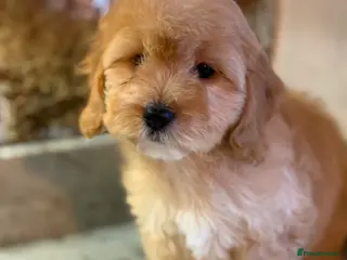 Cavapoo dogs READY NOW 🤍 F1 CAVAPOOS BOYS & GIRLS - Advert 18