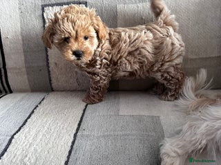 Shihpoo dogs Beautiful flyffy shihpoo girl - Advert 15