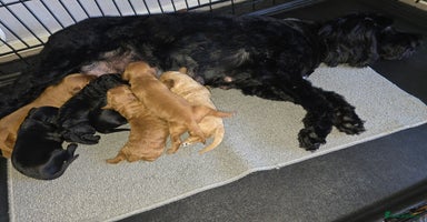 Cockapoo dogs - Advert 4